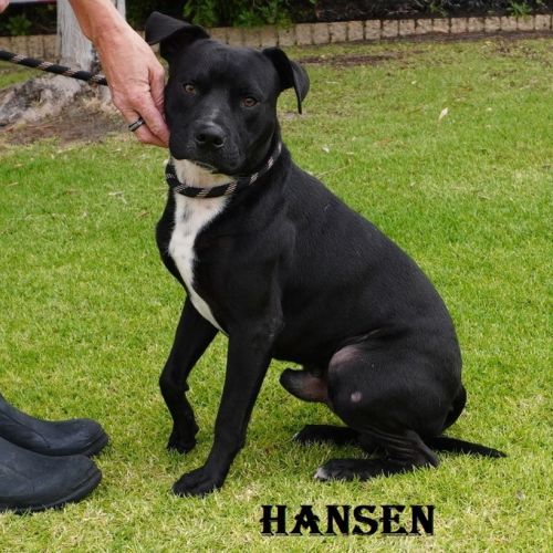 Hansen