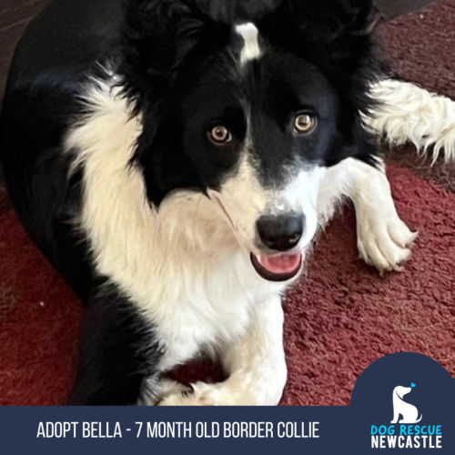 Bella - 7 month old Border Collie (Trial)
