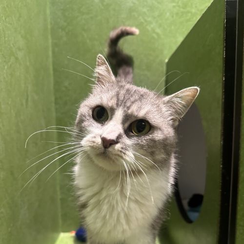Nala