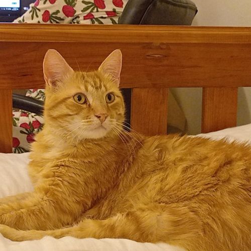 Leo