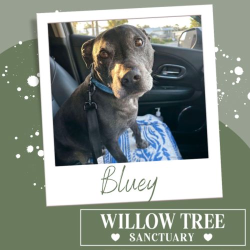 Bluey