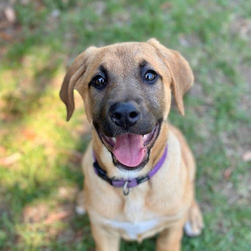 Elphie