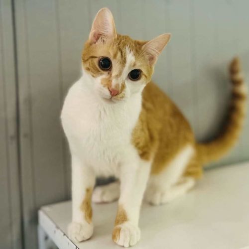 Jonesy - Located in Preston