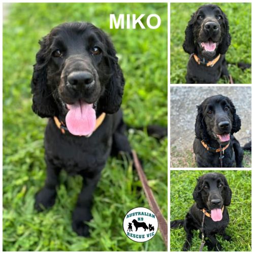 Miko 
