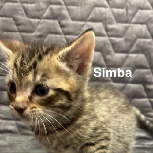 Simba