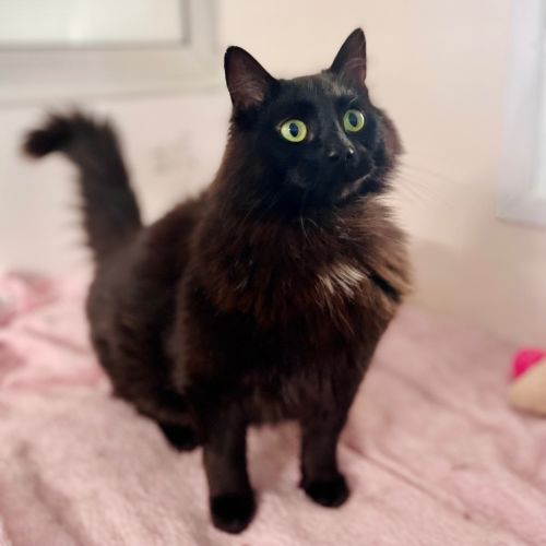 Freya