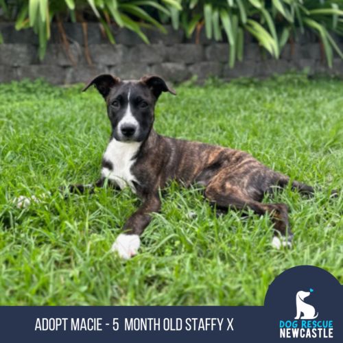 Macie - 5 month old Staffy x (Trial)