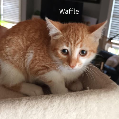 Waffle