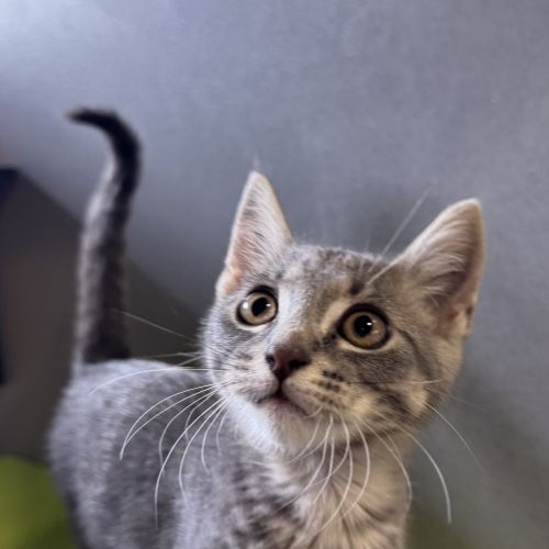 Finn
