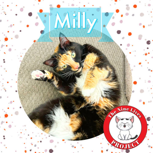 Milly *9 Lives Project Rescue*