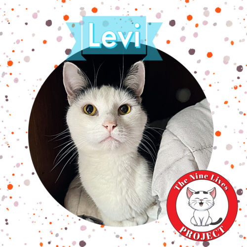 Levi *9 Lives Project Rescue*