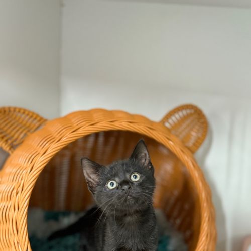 Ember