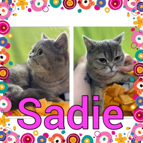Sadie