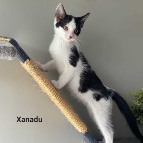 Xanadu