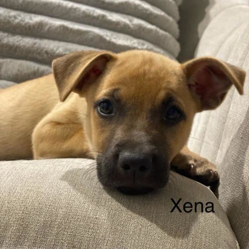 Xena