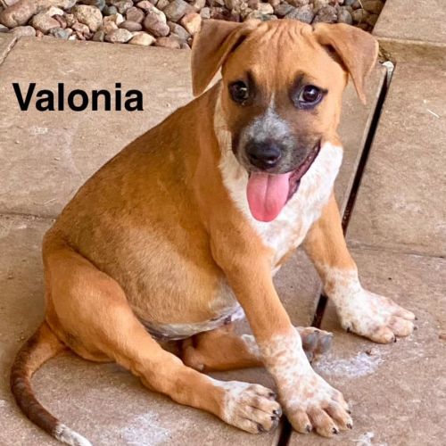 Valonia
