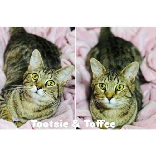 11049/51 - Tootsie & Toffee