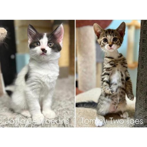 11212 - Tommy Two Toes 