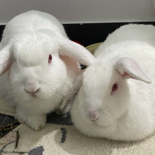 No photo for Yoyo & Yumberry