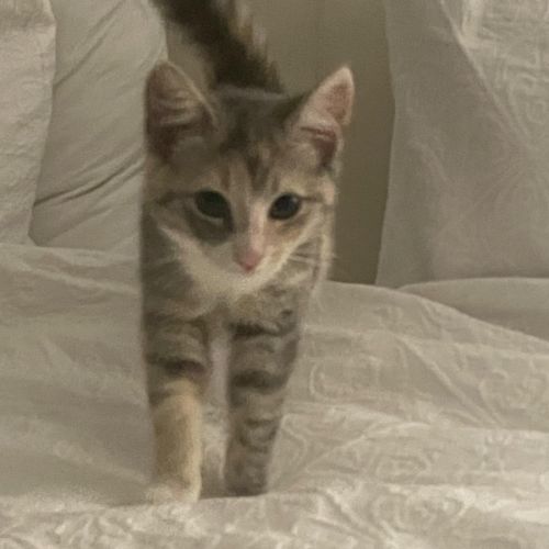 Rosebud meet me at Chelsea Petstock store! 