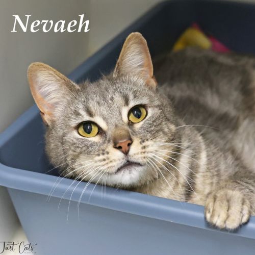 Navaeh