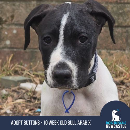 Buttons - 10 Week Old Bull Arab X (Trial 6/12)