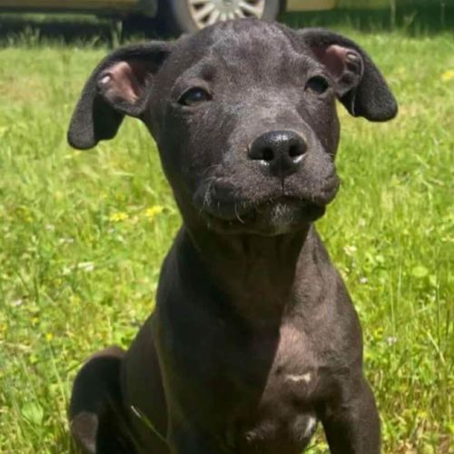 Louie ~ Staffy x Beagle puppy