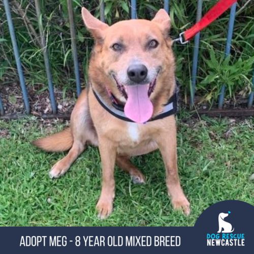 Meg - 8 Year Old Mixed Breed