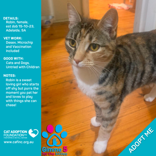 Robin Only $39 Limited Time!