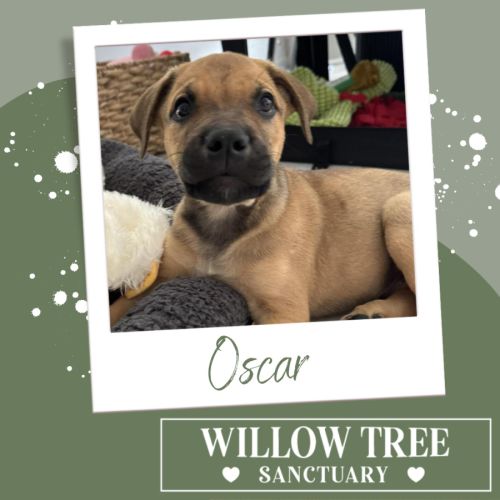 Oscar