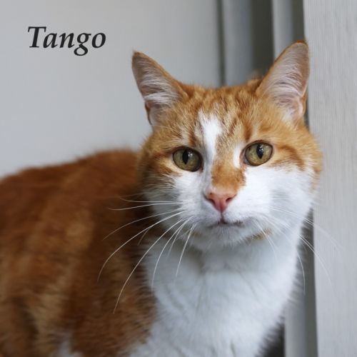 Tango