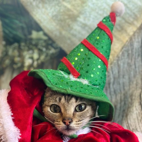 Kit Kat