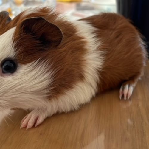 Peggy (bonded To Scruffles)