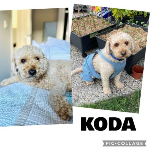Koda