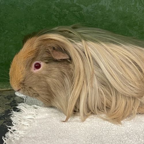 Ella (bonded To Donna Noble)