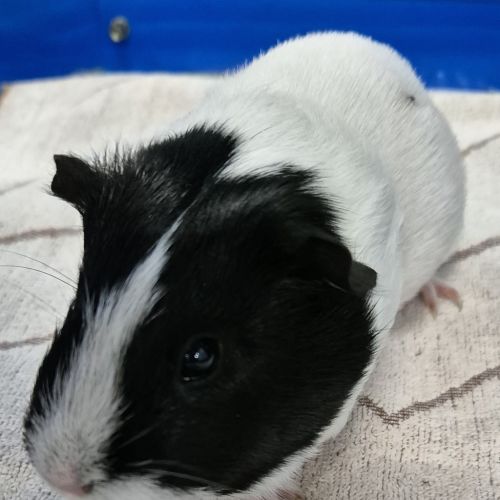 Hope (bonded With Harmony)