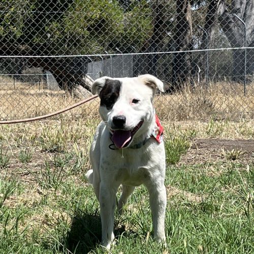 Captain Feathersword