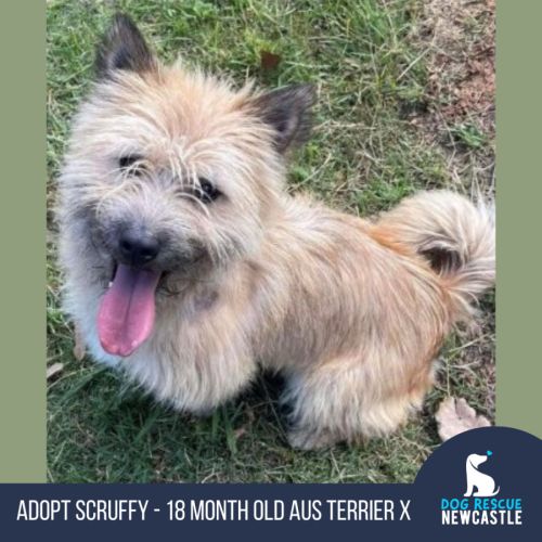 Scruffy - 18mos Austr. Terrier X (on hold)