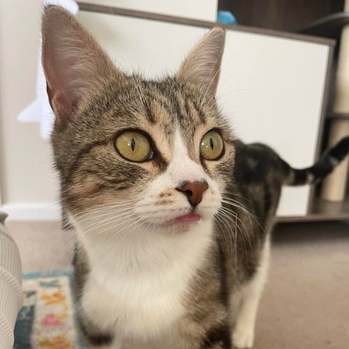 Gracie