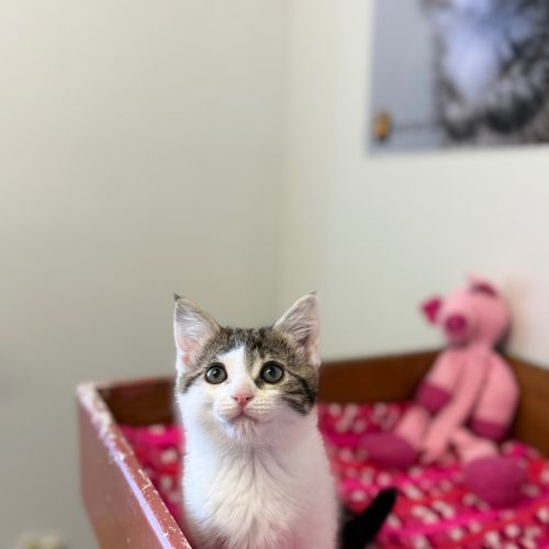 Gia