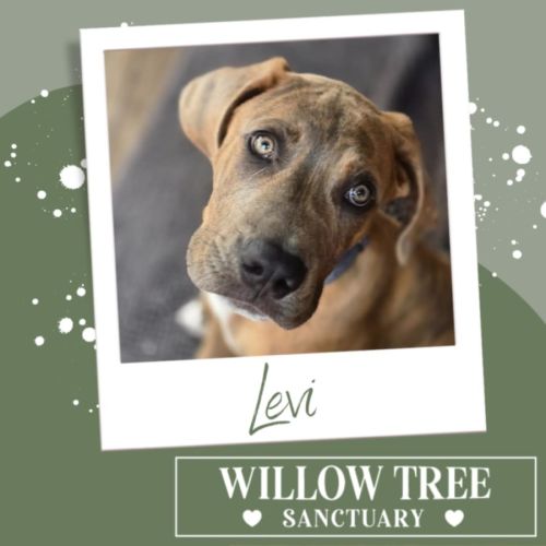 Levi