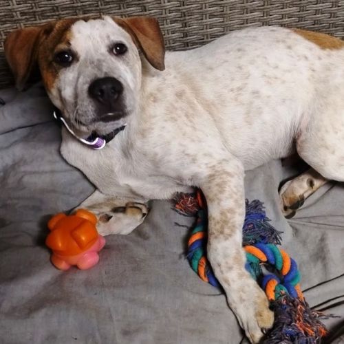 Max ~ 4 month old, Australian Cattle Dog, puppy