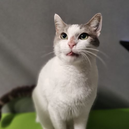 Priscilla
