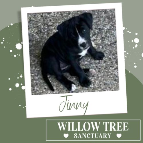 Jinny