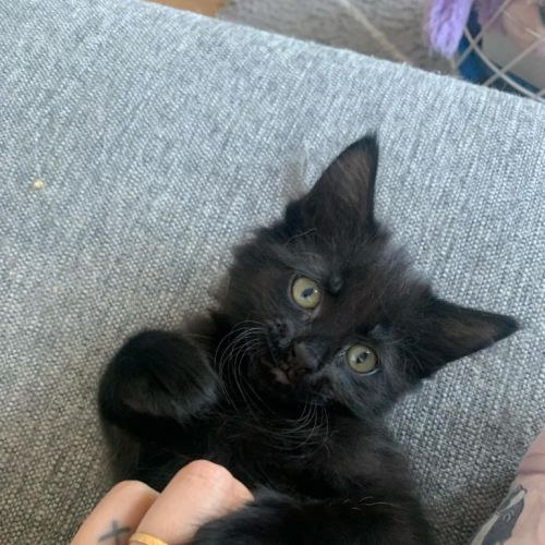 Clementine