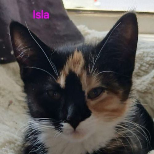 Isla