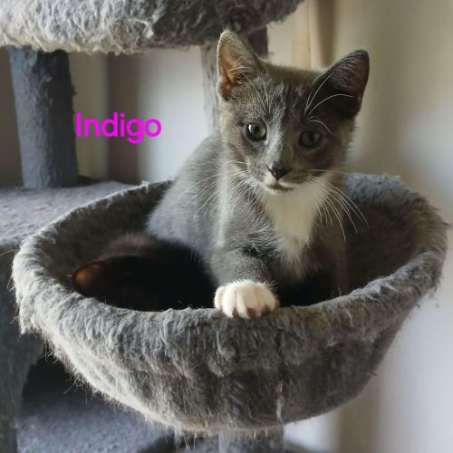 Indigo