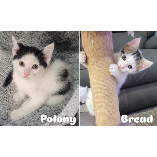 11498/9 - Polony & Bread 