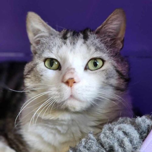 🪁 Wally 5563 🪁