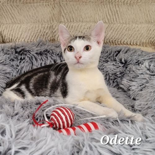 Odette